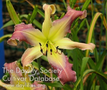 Daylily Blues Brother